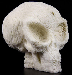 HUGE 5.2" White Coral Carved Crystal Alien Skull